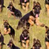 Digiprint trikotaaž - saksa lambakoer aasal