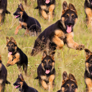 Digiprint trikotaaž - saksa lambakoer aasal