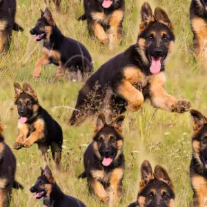 Digiprint trikotaaž - saksa lambakoer aasal