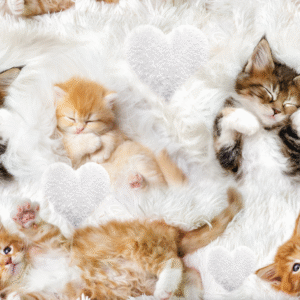 Digiprint trikotaaž - unised kassid